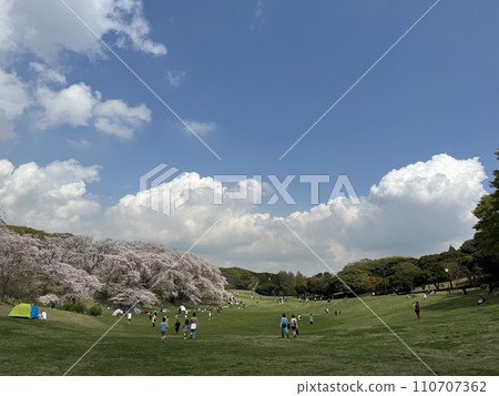 根岸森林公園的草坪和櫻花 根岸森林公園的草坪和櫻花 110707362
