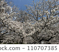 Cherry Blossoms	 110707385