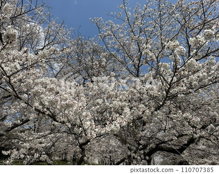 櫻桃樹 櫻桃樹 110707385