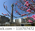 Marine Tower and cherry blossoms seen from Yamashita Park 110707472