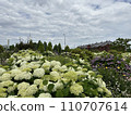 Hydrangea and red brick warehouse 110707614
