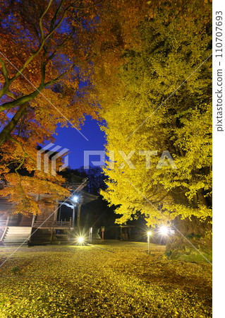 Iwadono, Higashimatsuyama City, Saitama Prefecture, Iwadono Kannon Iwadonoyama Shoboji Kannon Hall, illuminated yellow leaves ginkgo, autumn leaves maple, and fallen yellow leaves Iwadono, Higashimatsuyama City, Saitama Prefecture, Iwadono Kannon Iwadonoyama Shoboji Kannon Hall, illuminated yellow leaves ginkgo, autumn leaves maple, and fallen yellow leaves 110707693