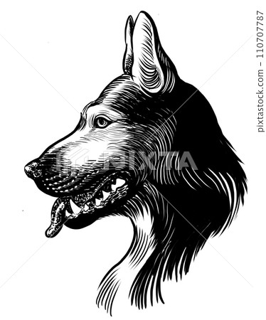 German shepherd head. Retro styled hand-drawn black and white illustration German shepherd head. Retro styled hand-drawn black and white illustration 110707787