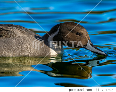 Swallows for swimming in the pond 110707802