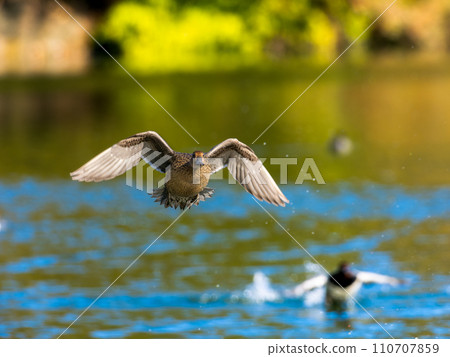 Flying mallard duck 110707859