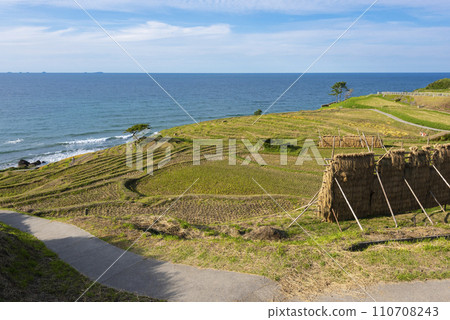 White rice Senjita 110708243