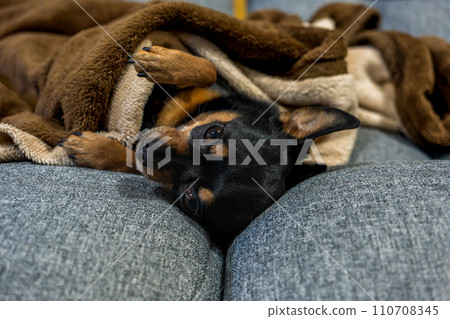 Dog sleeping on a blanket (Chihuahua Minipin) Dog sleeping on a blanket (Chihuahua Minipin) 110708345