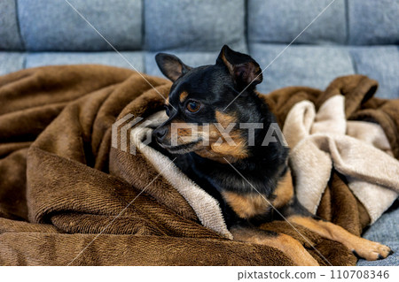 Dog sleeping on a blanket (Chihuahua Minipin) Dog sleeping on a blanket (Chihuahua Minipin) 110708346