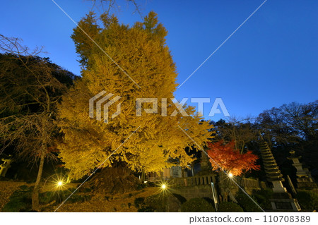 Higashimatsuyama City, Saitama Prefecture, Blue Moment's Iwadono Kannon Iwadonoyama Illuminated ginkgo and maple leaves in front of Kannondo, Shoboji Temple Evening view 110708389
