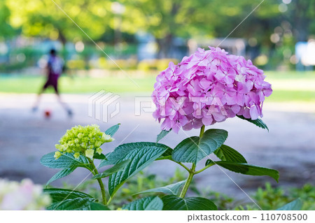 繡球花，六月開花的花 110708500