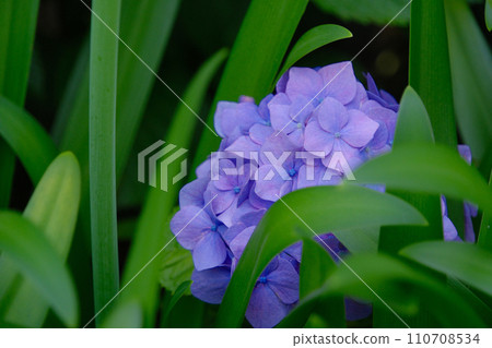 Hydrangea, a flower that blooms in June Hydrangea, a flower that blooms in June 110708534