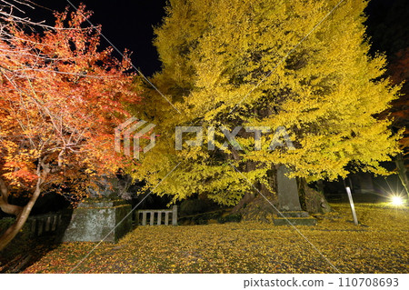 埼玉縣東松山市岩殿觀音岩殿山正法寺觀音堂前的紅葉楓葉黃葉大銀杏點燈 110708693