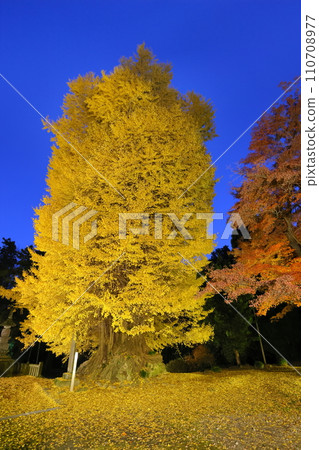 Higashimatsuyama City, Saitama Prefecture, Blue Moment's Iwadono Kannon Iwadonoyama Illuminated ginkgo and maple leaves in front of Kannondo, Shoboji Temple Evening view Higashimatsuyama City, Saitama Prefecture, Blue Moment's Iwadono Kannon Iwadonoyama Illuminated ginkgo and maple leaves in front of Kannondo, Shoboji Temple Evening view 110708977
