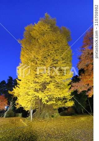 埼玉縣東松山市，Blue Moment 的岩堂觀音岩堂山 正法寺觀音堂前的銀杏和楓葉夜景 110708982