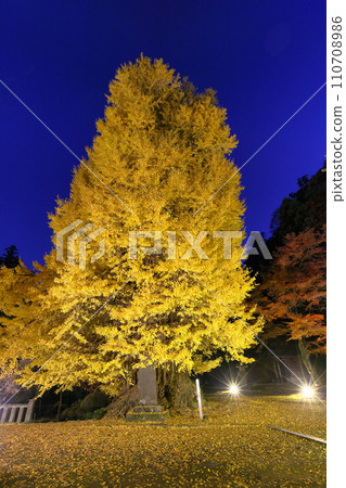Higashimatsuyama City, Saitama Prefecture, Blue Moment's Iwadono Kannon Iwadonoyama Illuminated ginkgo and maple leaves in front of Kannondo, Shoboji Temple Evening view Higashimatsuyama City, Saitama Prefecture, Blue Moment's Iwadono Kannon Iwadonoyama Illuminated ginkgo and maple leaves in front of Kannondo, Shoboji Temple Evening view 110708986