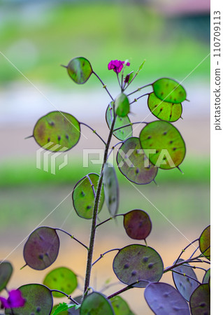 Interesting shaped fan Interesting shaped fan 110709113
