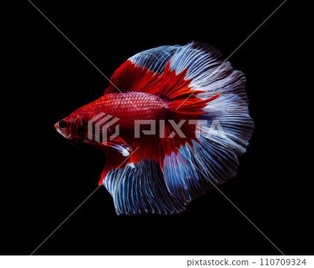 Red and white half moon Betta splendens fish (Siamese fighting fish) on black background. 110709324