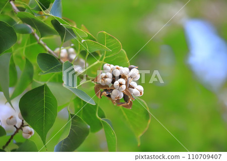 Ripe white fruits and seeds of Nanjing yellow oak 110709407