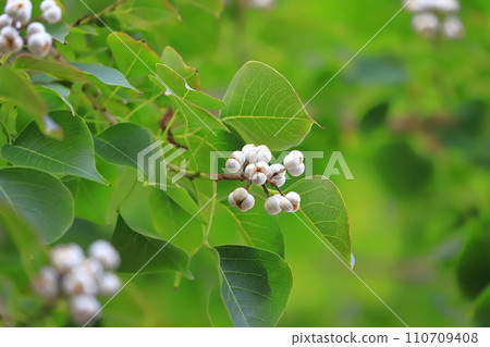Ripe white fruits and seeds of Nanjing yellow oak 110709408