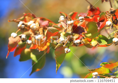 Autumn leaves and white berries of Nanjing yellow oak 110709451