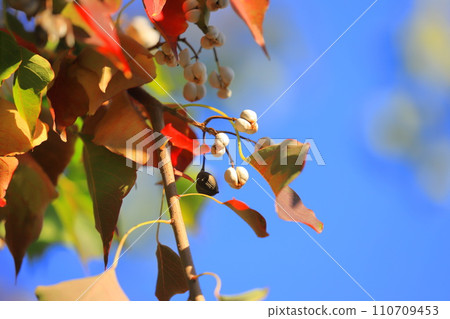 Autumn leaves and white berries of Nanjing yellow oak 110709453