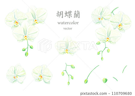 水彩繪製的蝴蝶蘭向量插圖集 110709680