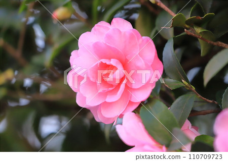 Sasanqua flowers in full bloom 110709723