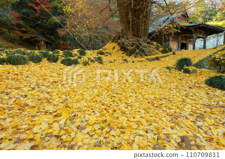Iwadono, Higashimatsuyama City, Saitama Prefecture, Iwadono Kannon Iwadonoyama Shohoji Temple's Kannon Hall and the yellowing leaves of the large ginkgo that fill the grounds Iwadono, Higashimatsuyama City, Saitama Prefecture, Iwadono Kannon Iwadonoyama Shohoji Temple's Kannon Hall and the yellowing leaves of the large ginkgo that fill the grounds 110709831
