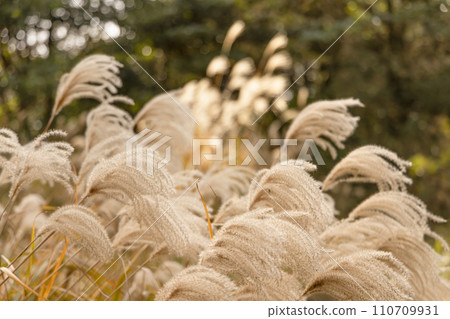 Beautiful pampas grass growing on the mountain 110709931