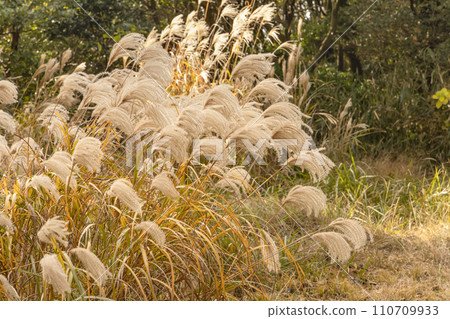 Beautiful pampas grass growing on the mountain 110709933
