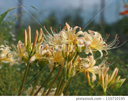 Yellowish manjushana bathed in the autumn sunlight (close-up of spider lilies growing in clusters in a park) 110710195
