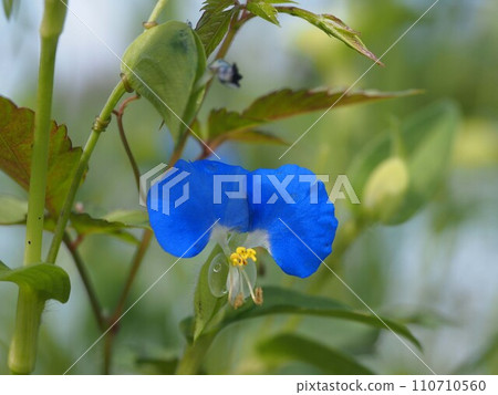 藍色白晝花（雨後露草特寫） 110710560