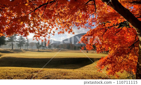 秋葉被染成鮮豔的紅色 秋葉被染成鮮豔的紅色 110711115