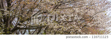 櫻花綻放的春天形像素材【櫻花堤公園】埼玉縣 110711123