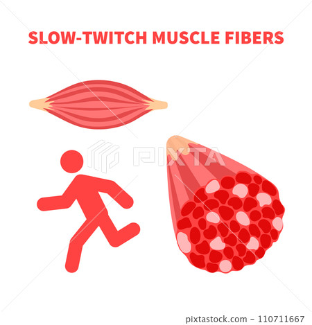 Slow twitch red muscle fiber type illustration Slow twitch red muscle fiber type illustration 110711667