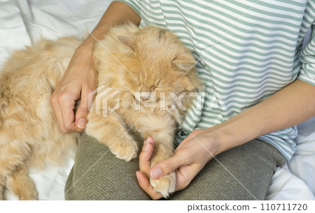 A ginger cat lies in the arms of a woman. The fluffy pet settled down comfortably to sleep or play. Morning at home. 110711720