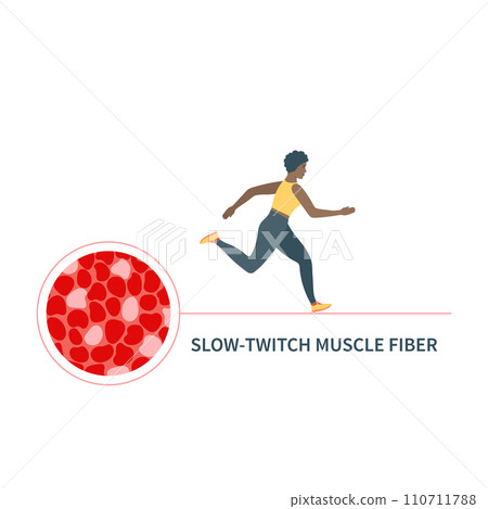 Slow twitch red muscle fiber type illustration 110711788