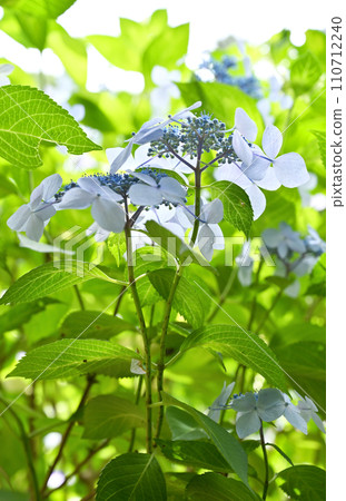 Nichiren Sect Mainland Temple Gaku Hydrangea Matsudo City, Chiba Prefecture Nichiren Sect Mainland Temple Gaku Hydrangea Matsudo City, Chiba Prefecture 110712240