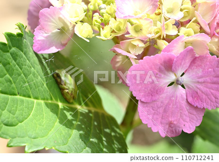 Nichiren Sect Mainland Temple Gaku Hydrangea Matsudo City, Chiba Prefecture Nichiren Sect Mainland Temple Gaku Hydrangea Matsudo City, Chiba Prefecture 110712241