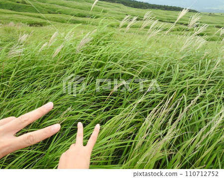 Pampas grass man and woman hands hand couple peace hand 110712752