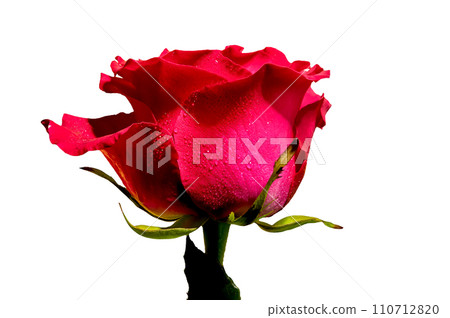 Red tea rose on a white background 110712820