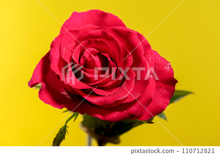 Red tea rose on a yellow background 110712821