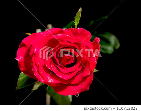 Red tea rose on a black background 110712822