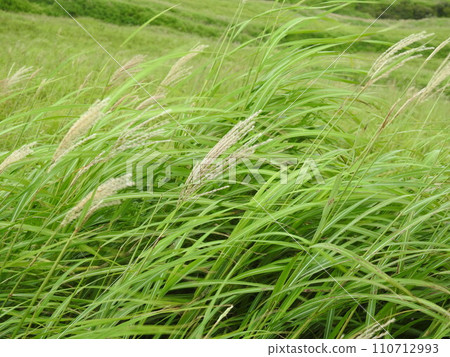 Japanese pampas grass Japanese silvergrass leaves 110712993