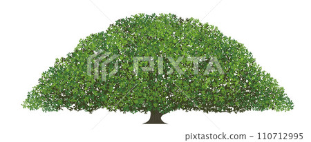 巨樹的向量圖 110712995
