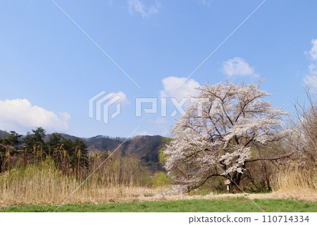 岩手縣二戶市的石割櫻 岩手縣二戶市的石割櫻 110714334