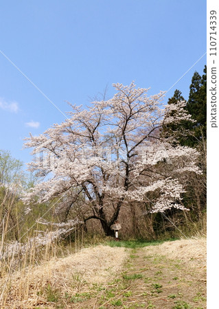Ishiwarizakura in Ninohe City, Iwate Prefecture Ishiwarizakura in Ninohe City, Iwate Prefecture 110714339