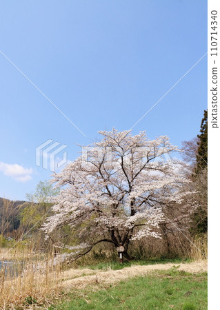 Ishiwarizakura in Ninohe City, Iwate Prefecture Ishiwarizakura in Ninohe City, Iwate Prefecture 110714340