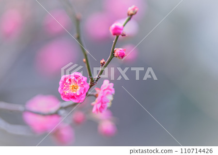 Pink plum blossom petals herald the arrival of spring Pink plum blossom petals herald the arrival of spring 110714426
