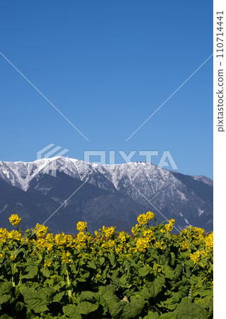 Midwinter rape blossoms and snowy ridgeline 110714441